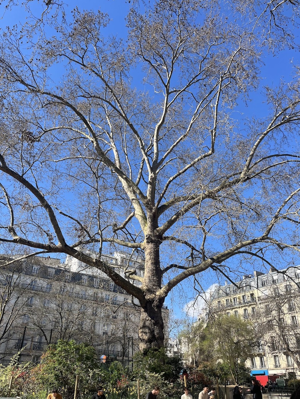 A large tree in Square Montholon, where many birds fly from branch to branch, and butterflies go from plant to plant.<br />